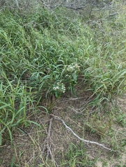 Verbesina microptera