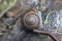 Helminthoglypta tudiculata