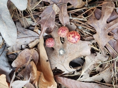 Atrusca quercuscentricola