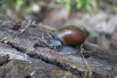 Helminthoglypta tudiculata