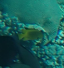 Pomacentrus sulfureus