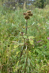 Filipendula palmata