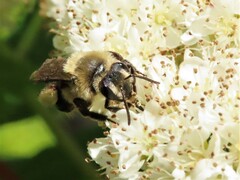 Melandrena
