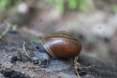 Helminthoglypta tudiculata