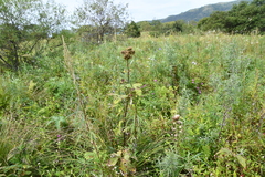 Filipendula palmata