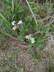 Verbesina microptera