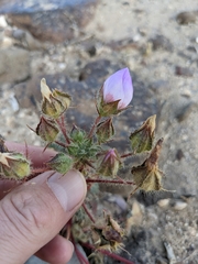 Eremalche rotundifolia