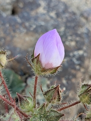 Eremalche rotundifolia