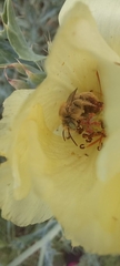 Diadasia