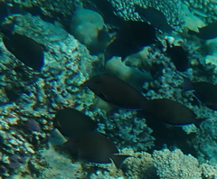 Acanthurus nigrofuscus