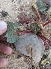 Eremalche rotundifolia