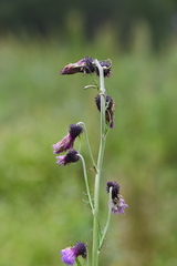 Cirsium pendulum