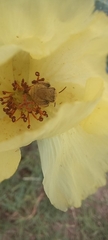 Diadasia