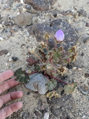 Eremalche rotundifolia