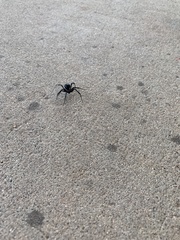 Latrodectus hesperus