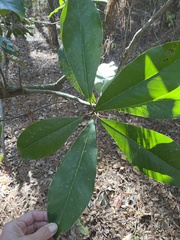 Magnolia