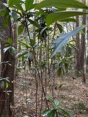 Magnolia