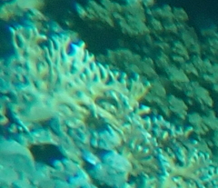 Millepora dichotoma