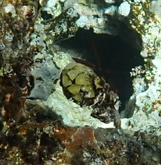 Turbinaria decurrens