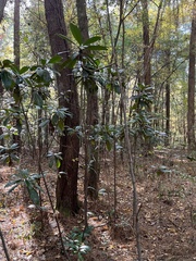 Magnolia