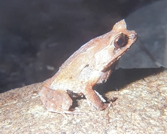 Pelobatrachus ligayae