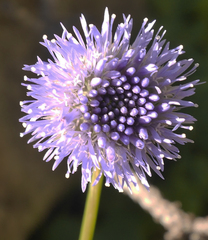 Jasione