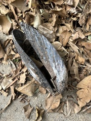 Mytilus californianus