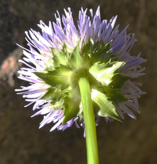 Jasione