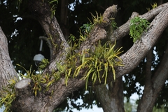 Pyrrosia longifolia