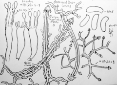 Dextrinocystis capitata