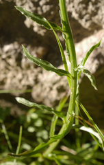 Jasione