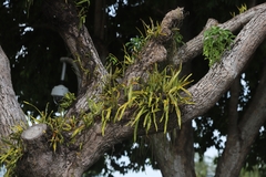 Pyrrosia longifolia