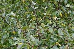 Malus mandshurica