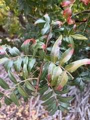 Schinus terebinthifolia