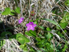 Mirabilis laevis