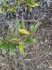 Salix lasiolepis