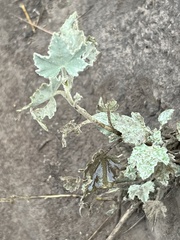 Malacothamnus fasciculatus nuttallii