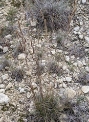 Bouteloua pectinata