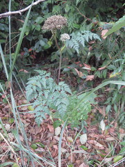 Conioselinum gmelinii