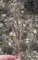 Bouteloua pectinata