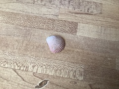 Argopecten ventricosus