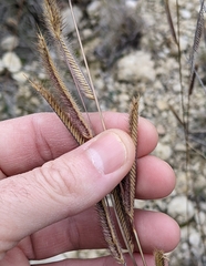Bouteloua pectinata