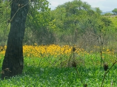 Verbesina encelioides