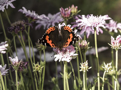 Vanessa vulcania