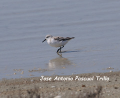 Calidris alba