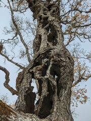 Quercus douglasii