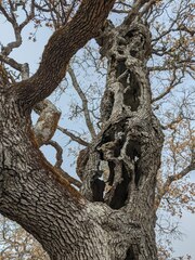 Quercus douglasii
