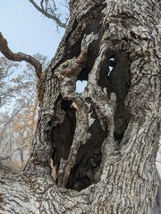 Quercus douglasii