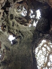 Quercus douglasii
