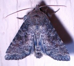 Parastichtis suspecta